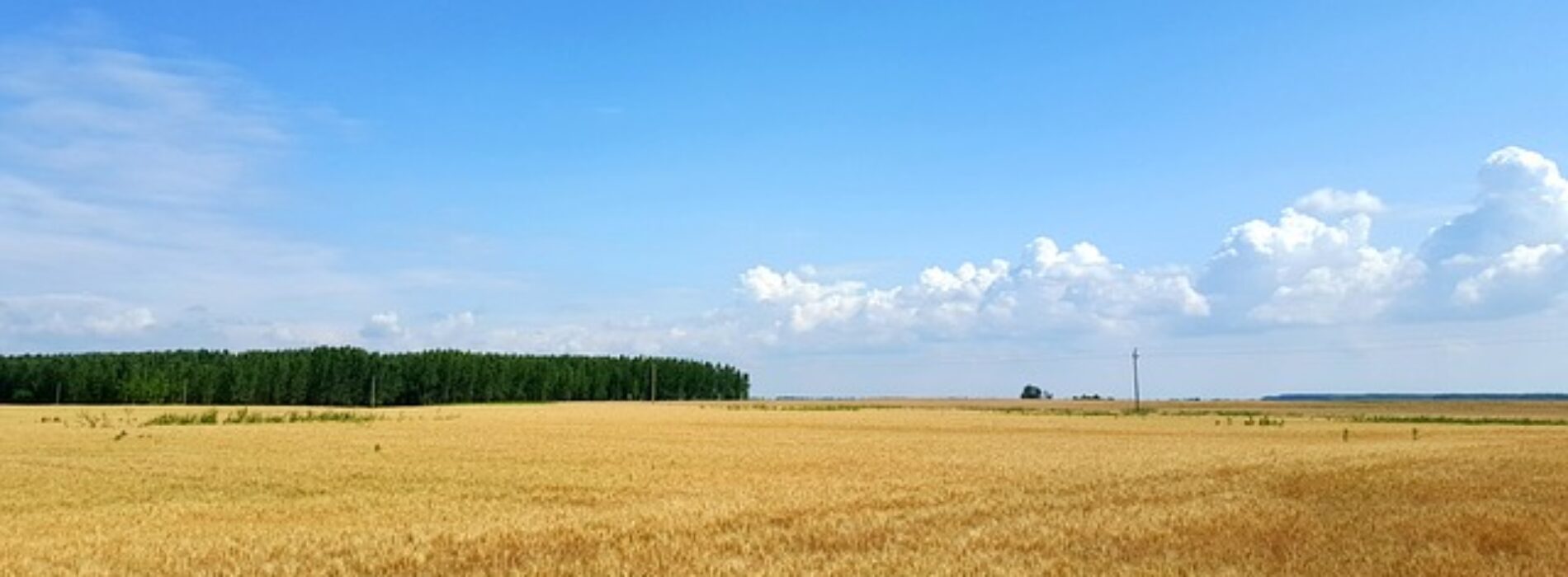 Magia barw na płótnie: Ręcznie malowane pejzaże i ich urok