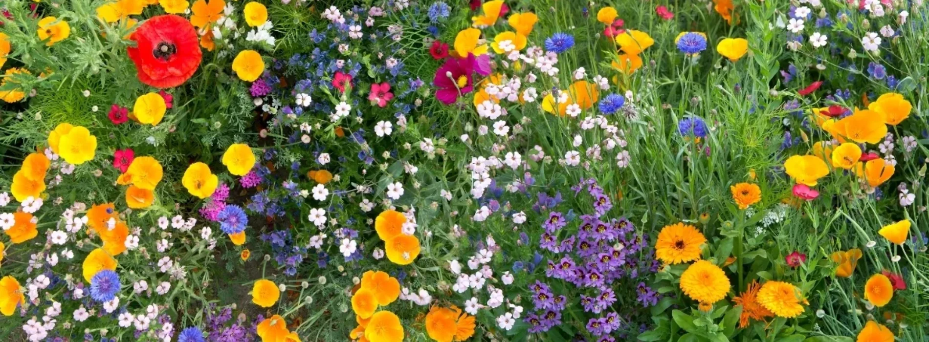 Miód wielokwiatowy – najbardziej uniwersalny wybór na co dzień