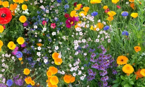 Miód wielokwiatowy – najbardziej uniwersalny wybór na co dzień