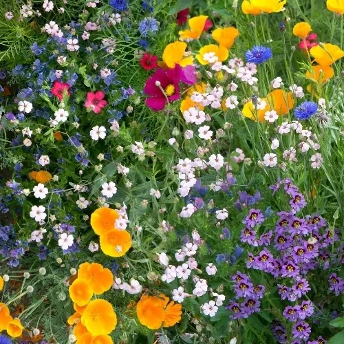 Miód wielokwiatowy – najbardziej uniwersalny wybór na co dzień